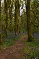 a path leading down a forest filled with bluebells