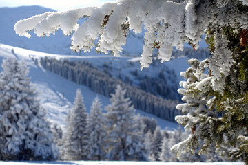 Nature. French Alps.