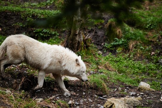 White wolf crawling in forest