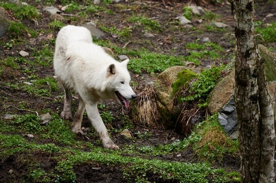 White wolf crawling in forest