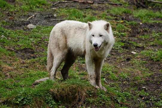 White wolf standing in forest