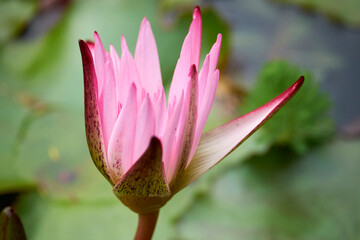 Fototapeta premium flor jardin botanico