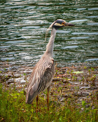 Yellow-crowned Night-Heron