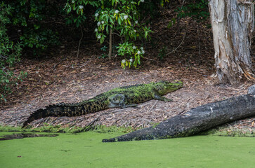crocodile 
