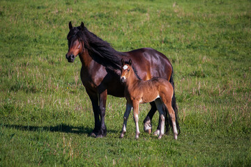 Outdoor rural scene of a dark brown mare standing beside a bay colored foal in a pasture of lush green grass.