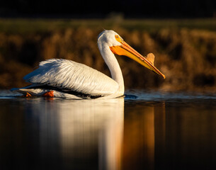 American white pelican (Pelecanus erythrorhynchos) swimming on calm pond in morning sunlight Colorado, USA