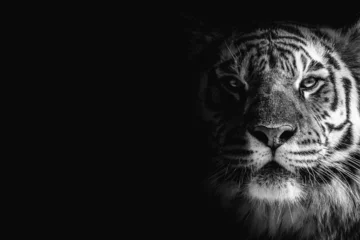 Zelfklevend Fotobehang black and white portrait of a tiger on a black background © Denis
