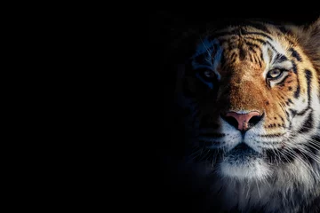 Schilderijen op glas kleurenportret van een tijger op een zwarte achtergrond © Denis