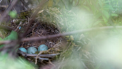 Sheltered in a bush, a blackbird's nest and its blue eggs