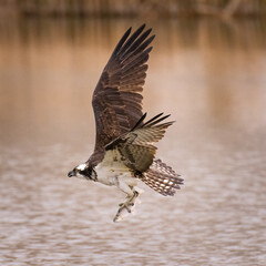 Osprey (Pandion haliaetus) in flight with rainbow trout catch wings up Colorado, USA