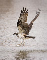 Osprey (Pandion haliaetus) in flight taking off water with rainbow trout catch wings up Colorado, USA