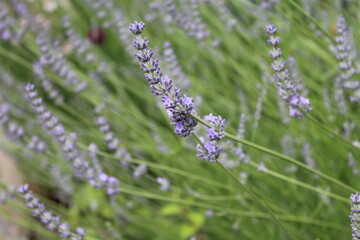 Lavanda