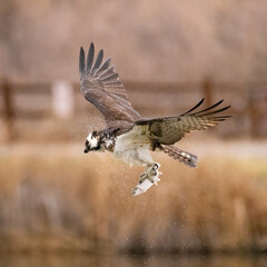 Osprey (Pandion haliaetus) in flight with rainbow trout catch shaking off water wings out Colorado, USA