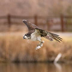 Osprey (Pandion haliaetus) in flight with rainbow trout catch shaking off water wings out Colorado, USA