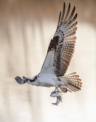 Osprey (Pandion haliaetus) in flight with rainbow trout catch wings up Colorado, USA