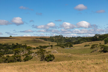 Araucaria trees and farm field