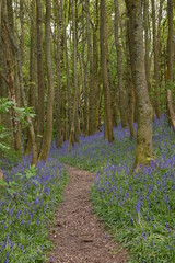 a path leading down a forest filled with bluebells