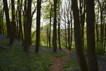 a path leading down a forest filled with bluebells