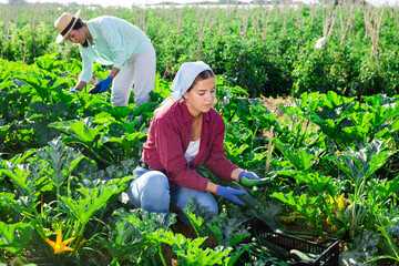 European girl and Asian woman harvesting ripe marrows in garden.