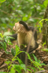 Whitefaced Capuchin Monkey
