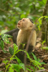 Whitefaced Capuchin Monkey