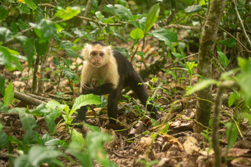 Whitefaced Capuchin Monkey