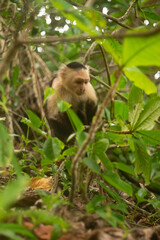 Whitefaced Capuchin Monkey