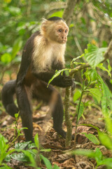 Whitefaced Capuchin Monkey