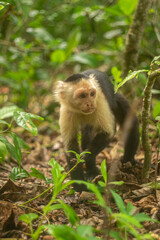 Whitefaced Capuchin Monkey