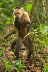 Whitefaced Capuchin Monkey