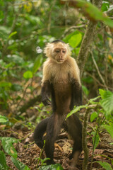 Whitefaced Capuchin Monkey