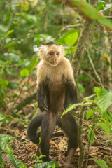 Naklejka na ściany i meble Whitefaced Capuchin Monkey