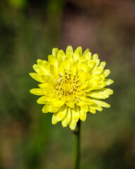 Beautiful Flowers - In honor of Mothers Day