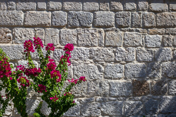 Branch of pink bougainvillea against a white wall. Blooming red flowers on  the white wall...