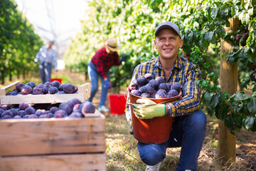 Positive Caucasian man squatting beside plum trees with bucket full of plums. Women harvesting...