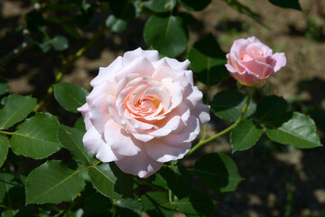 シュシュ　バラの花