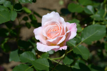 シュシュ　バラの花