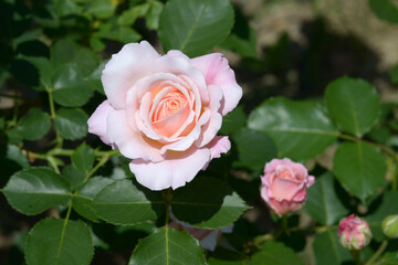 シュシュ　バラの花