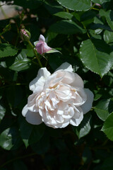 ナターシャ・リチャードソン　バラの花