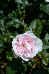 ナターシャ・リチャードソン　バラの花