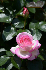 プリンセス・ドゥ・モナコ　バラの花