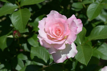 マチルダ　バラの花