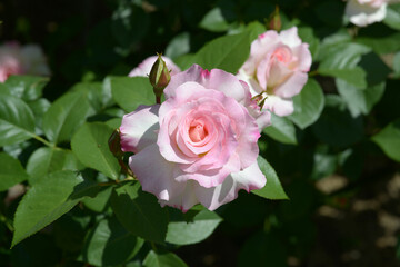 マチルダ　バラの花