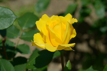 金閣　バラの花