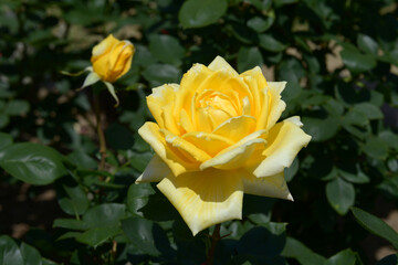 金閣　バラの花