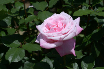 桃香　バラの花