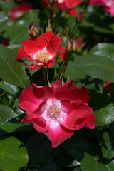 連弾　バラの花