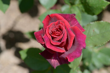 嵐山　バラの花