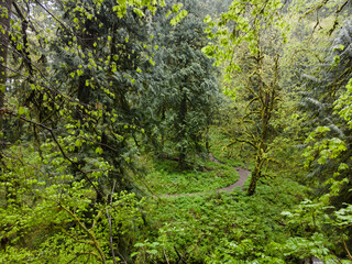 Green, moss-covered trees, ferns, and many other plant species thrive in Guy W. Talbot State Park, Oregon. This huge, scenic park provides refuge for native wildlife and plant species.