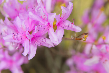 満開の岩ツツジ	